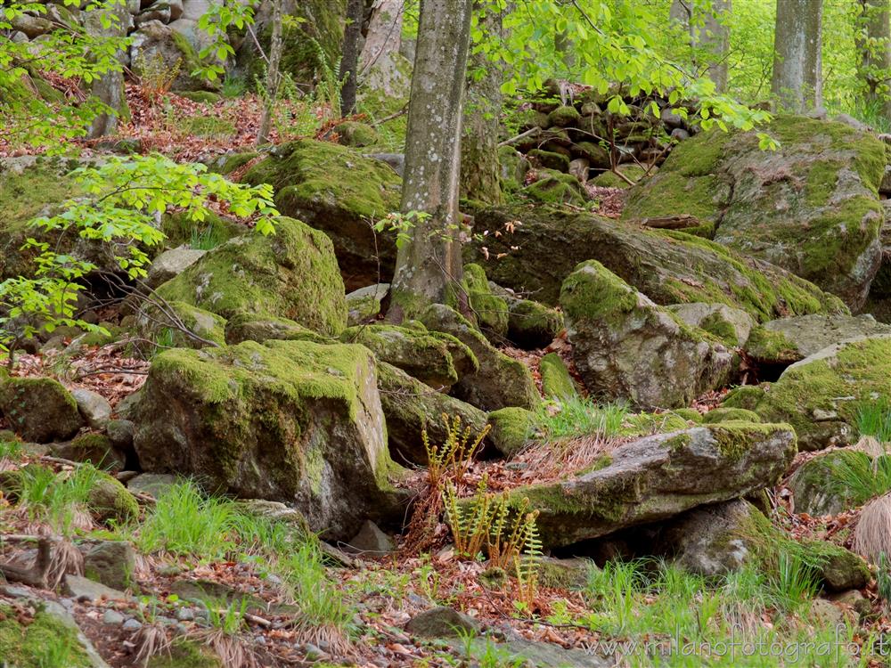 Rosazza (Biella, Italy) - Rocks covered with moss in the woods above the village